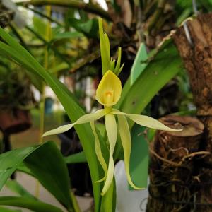 Prosthechea cochleata