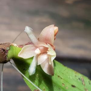 Cylindrolobus neglectus