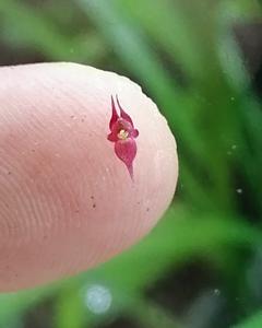 Lepanthopsis acetabulum