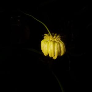 Bulbophyllum auratum