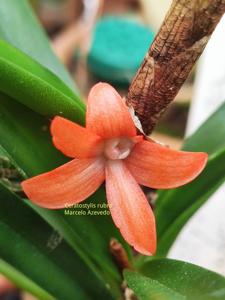 Ceratostylis retisquama