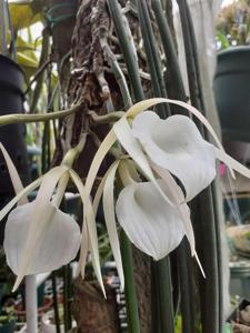 Brassavola acaulis