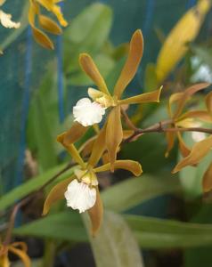 Encyclia stellata