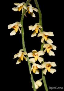 Chiloschista rodriguezii