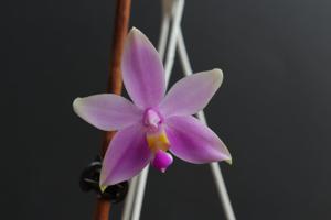 Phalaenopsis mentawaiensis