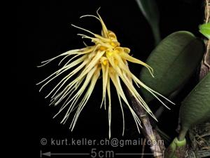 Bulbophyllum vaginatum