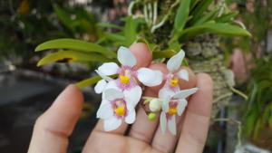 Sarcochilus fitzgeraldii