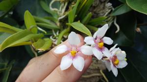 Sarcochilus fitzgeraldii