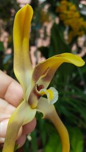 Maxillaria luteograndiflora