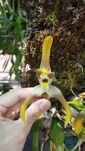 Maxillaria luteograndiflora