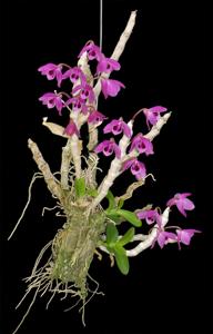 Dendrobium parishii