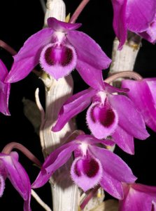 Dendrobium parishii