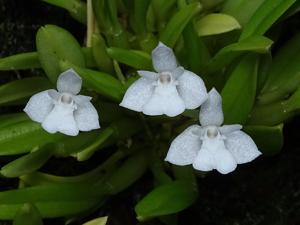 Dendrobium chionanthum