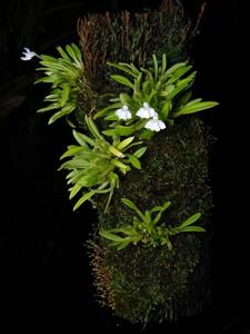 Dendrobium chionanthum