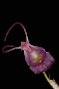 Porroglossum amethystinum