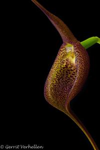 Masdevallia princeps