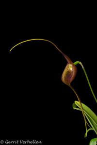 Masdevallia princeps