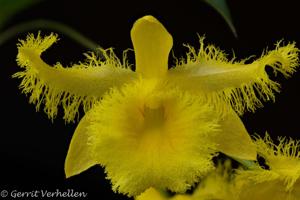 Dendrobium harveyanum