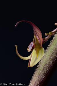 Lepanthes meniscophora