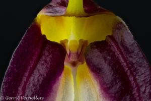 Masdevallia schroederiana