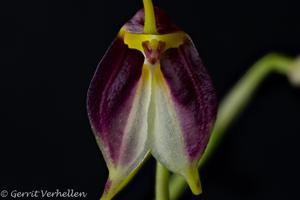 Masdevallia schroederiana