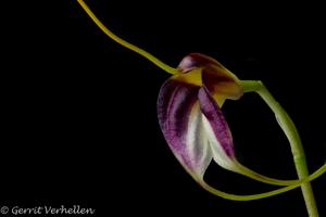 Masdevallia schroederiana