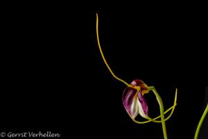 Masdevallia schroederiana