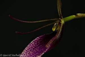 Restrepia iris