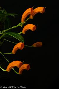 Masdevallia mendozae