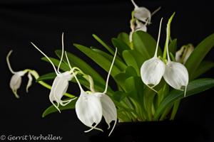 Masdevallia tovarensis