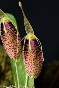 Restrepia aristulifera