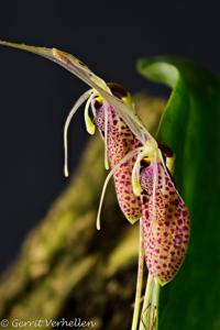 Restrepia aristulifera