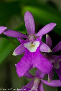 Epidendrum centropetalum