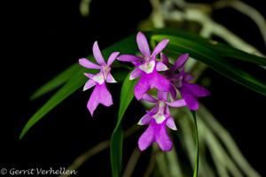 Epidendrum centropetalum