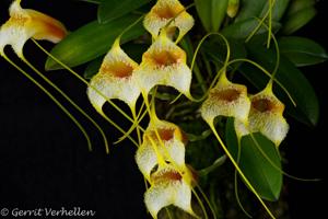 Masdevallia strobelii