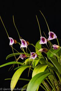 Masdevallia paivaeana