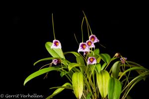 Masdevallia paivaeana