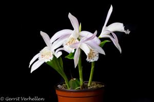 Pleione grandiflora