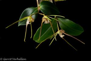 Dendrobium tetragonum