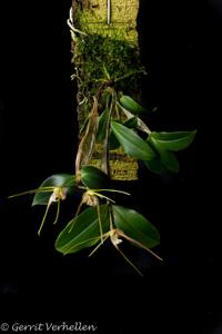 Dendrobium tetragonum