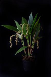 Pleurothallis loranthophylla