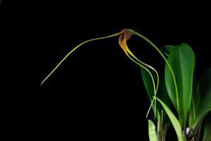 Masdevallia macrura