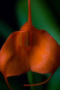 Masdevallia hirtzii