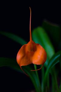 Masdevallia hirtzii