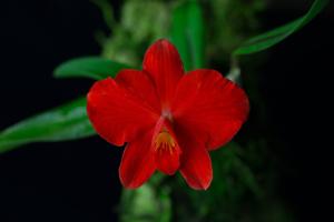 Cattleya coccinea