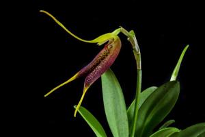 Masdevallia stenorhynchos