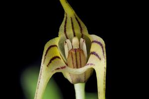 Masdevallia garciae