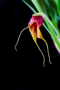 Masdevallia corniculata