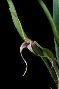 Masdevallia colossus