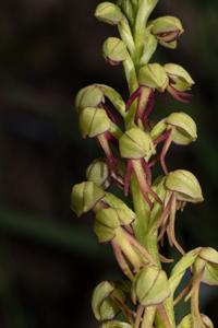 Orchis anthropophora